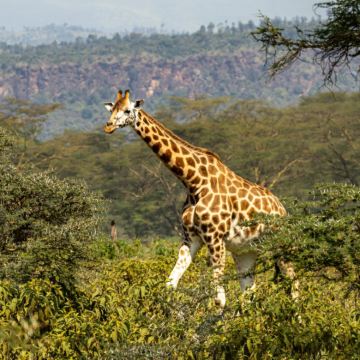 肯尼亚马赛马拉国家保护区+肯尼亚山+甜水野生动物保护区+安博塞利+奈瓦沙湖13日12晚私家团