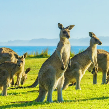 澳大利亚阿德莱德7日6晚跟团游