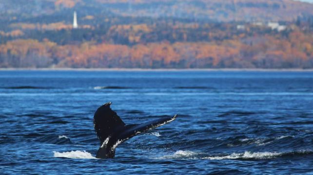 6-Day Canada Quebec City, Montreal & Niagara Falls Tour·Whale Watching, Fort Henry & Indigenous Cultural Experience | Airport Pickup and Fairmont 5-Star Stay