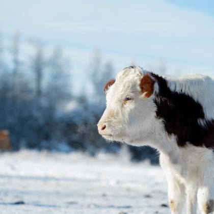 呼伦贝尔+阿尔山6日5晚私家团