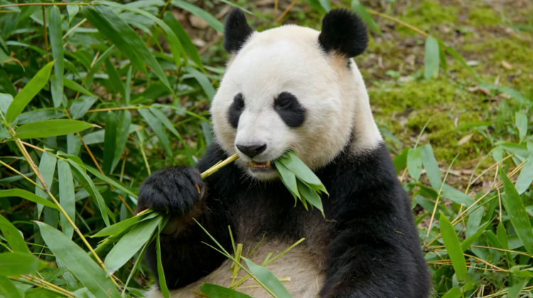 12D11N · Group Tours · Discover Mystical China in Small Group: Kung Fu Pandas & Scenic Wonders·Discover China's legendary landscapes on this 12-day journey. From sacred temples to cinematic views, this trip blends soul, spice, and scenery into one unforgettable adventure.