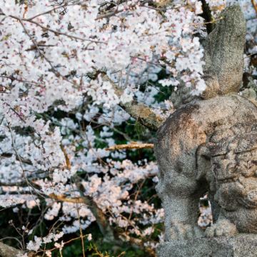 日本四国+高松+松山+高知市+祖谷溪+小豆岛7日6晚拼小团