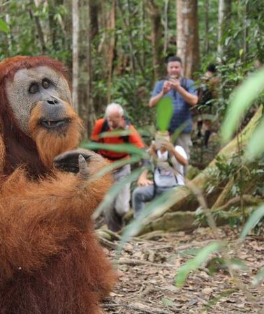 3D2N • Bukit lawang tour 3days-2 night jungle trekking including rafting