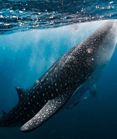 2D1N • Whale Shark Adventure 2 Days 1 Night Sharing Trip