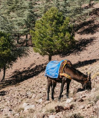 2D1N • Marrakech: 2-Day Atlas Mountains Trek with Village Stay
