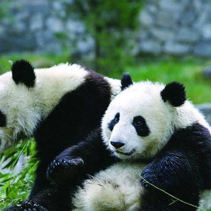 成都+都江堰+成都大熊猫繁育研究基地2日1晚跟团游
