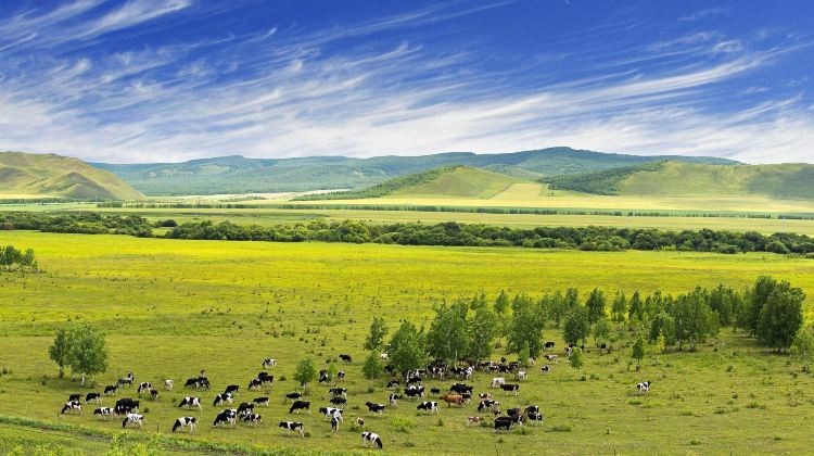 5-day 4-night · Private Tour · Inner MongoliaHohhot + Huitengxile Grassland + Whistling Dune Bay