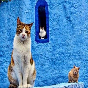 摩洛哥卡萨布兰卡+马拉喀什+舍夫沙万+非斯+撒哈拉沙漠9日跟团游