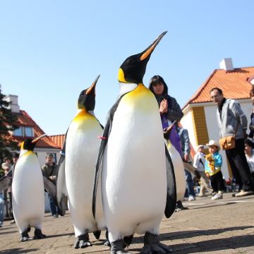 日本北海道7日6晚私家团