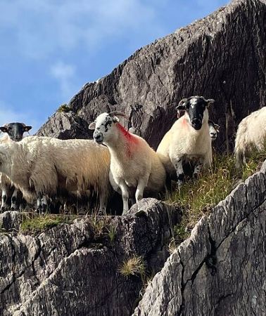 6D5N • 6-Day Small Group Full Package Southern Ireland Tour from Dublin