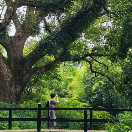 温州+丽水6日5晚私家团