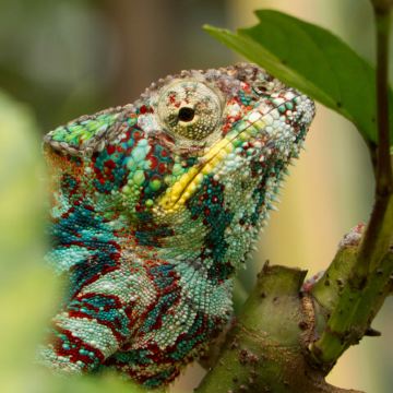 马达加斯加+留尼汪（法属）10日9晚私家团