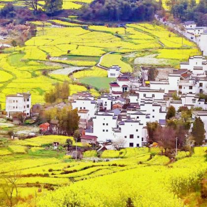 江西景德镇+婺源篁岭景区2日1晚跟团游