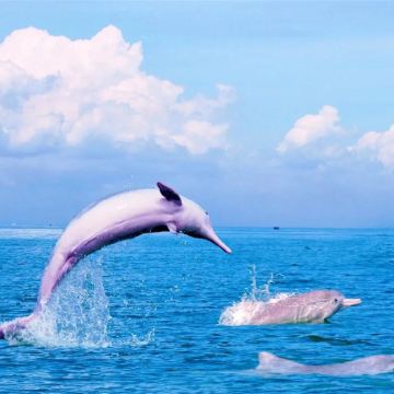 广西崇左+钦州+防城港+广旅海豚湾出海寻豚+十万大山布透温泉+犀丽湾+德天跨国瀑布景区+峒那屿湾景区+明仕田园4日3晚跟团游