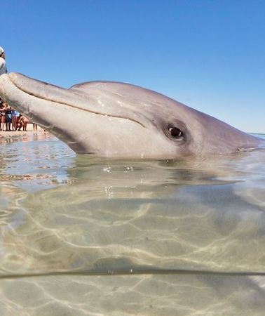 4D3N • 4-Day Monkey Mia Dolphins Pink Lake Pinnacles Comfort-Level Tour