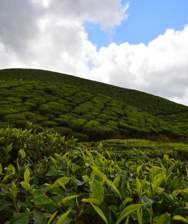 4D3N • 4 Days - Munnar, Alleppey Houseboat & Kochi sightseeing