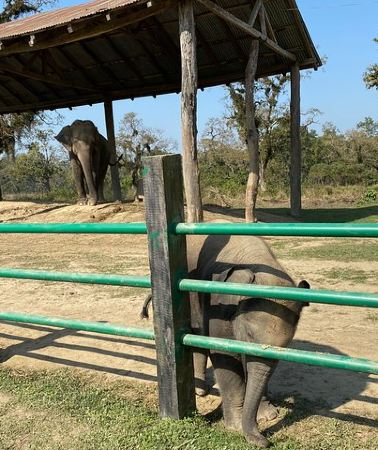 3D2N • 2 Nights 3 Days Chitwan Jungle Safari Tour