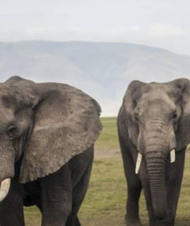 2D1N • Zanzibar: 2-Day Safari to Tarangire and Ngorongoro