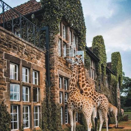 肯尼亚+坦桑尼亚9日7晚私家团