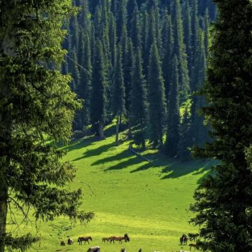 新疆乌鲁木齐+喀纳斯景区+世界魔鬼城+赛里木湖+那拉提旅游风景区10日9晚私家团