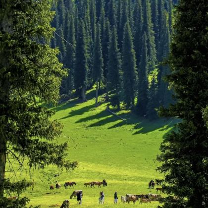 新疆北疆+阿勒泰市+喀纳斯景区+赛里木湖+那拉提旅游风景区8日7晚私家团