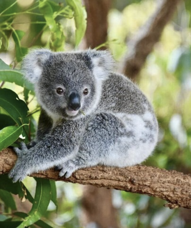 4D3N • Australia Brisbane + Gold Coast | Moreton Island + Glow Worm Night Tour + Aquaduck Safari + Currumbin Wildlife Sanctuary or Tropical Fruit World + Point Danger + Itinerary does not include hotel