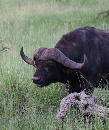 4D3N • From Johannesburg: 4-Day Kruger National Park Safari Tour
