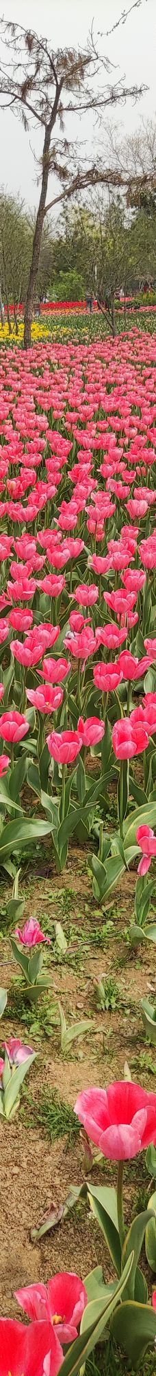 郑州中国绿化博览园-中牟