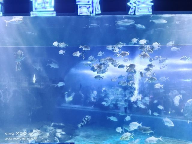 邯郸·海洋世界旅行图片 3