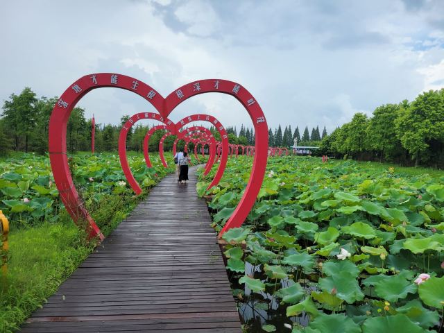 上海崇明荷花博览园旅行图片 3
