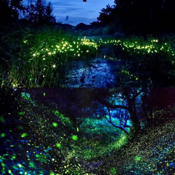 马来西亚吉隆坡+沙巴7日6晚拼小团