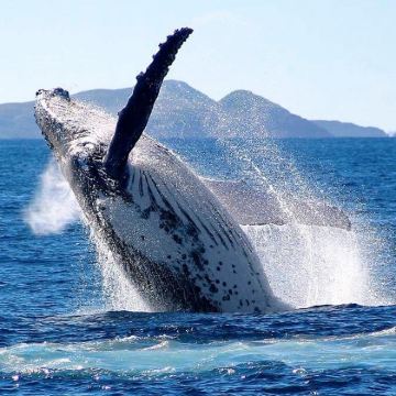 斯里兰卡科伦坡+贾夫纳+亭可马里+康提+努沃勒埃利耶+美蕊沙+加勒14日13晚私家团