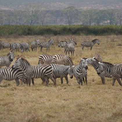 坦桑尼亚塞伦盖蒂+恩戈罗恩戈罗火山口+塔兰吉雷国家公园7日6晚跟团游