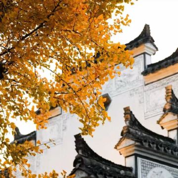 丽水+松阳+杨家堂村+陈家铺村+武义+延福寺+武义县博物馆+璟园古民居博物馆3日2晚私家团