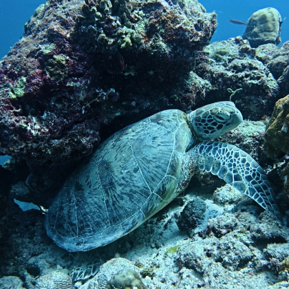 马来西亚+马尔代夫+马富施岛9日8晚跟团游