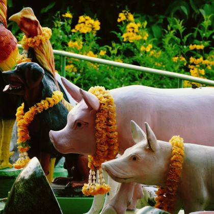 泰国曼谷+考艾国家公园6日5晚私家团