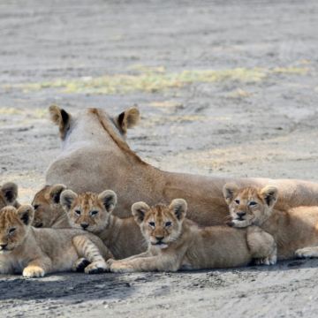 坦桑尼亚10日8晚私家团