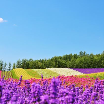 日本北海道8日7晚跟团游