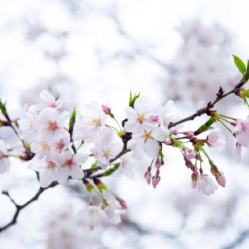 江西庐山4日3晚拼小团