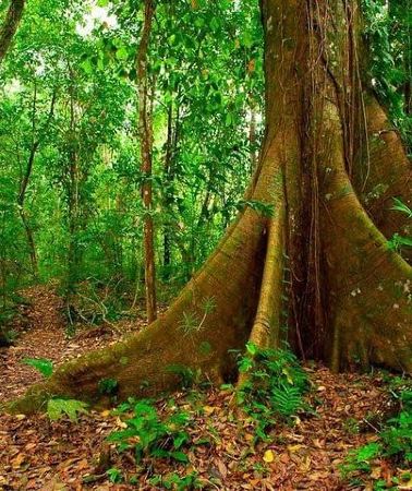 2D1N • Lacandon Jungle: 2 days with Yaxchilan and Bonampak from Palenque