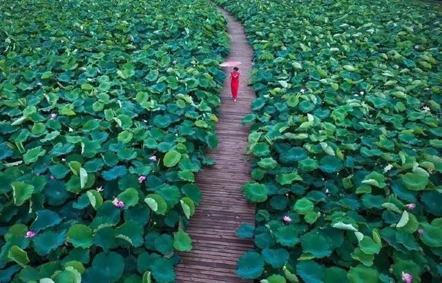 上海崇明荷花博览园旅行图片 2
