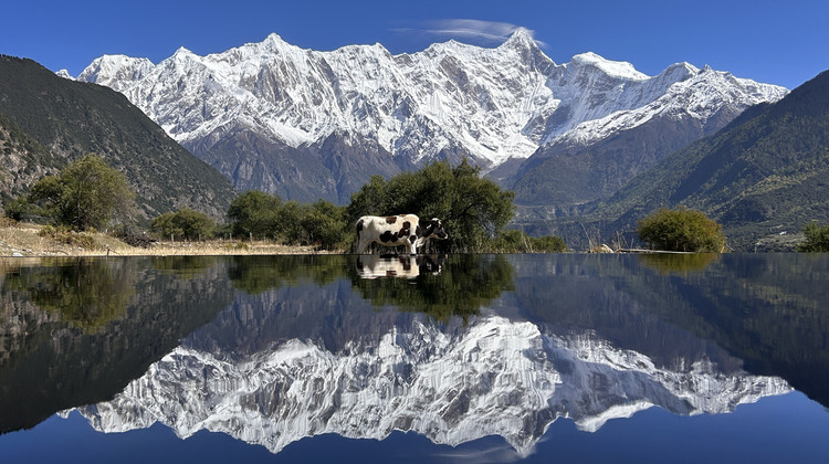 318进藏跟团纯玩8日游，高原反应有保障吗？本地人深度解答