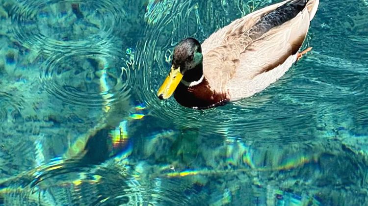 3D2N · Group Tours · Round-trip high-speed rail from Chengdu to Jiuzhaigou with tickets included, professional tour guide service 4-diamond hotel,Free travel photography & afternoon tea