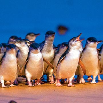 澳大利亚悉尼+墨尔本+菲利普岛+大洋路7日6晚拼小团