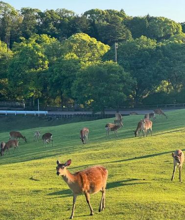 5天4晚 • 【海陸全包 · 親子首選】大阪進出雙城遊 + 神戶萌趣動物體驗 + 淡路島海岸巡遊 + 京都奈良文化探索