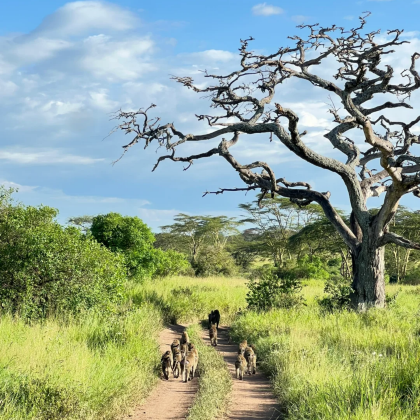 坦桑尼亚+塞伦盖蒂国家公园+塔兰吉雷国家公园+恩戈罗恩戈罗火山口10日8晚跟团游