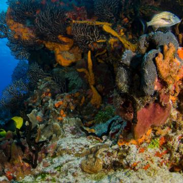 雅加达首都特区+巴厘岛+佩妮达岛+科莫多6日5晚拼小团