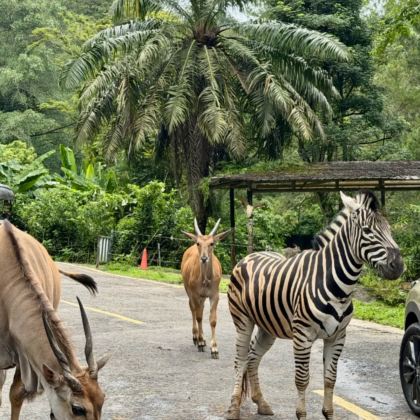 雅加达+茂物市+万隆市8日7晚私家团