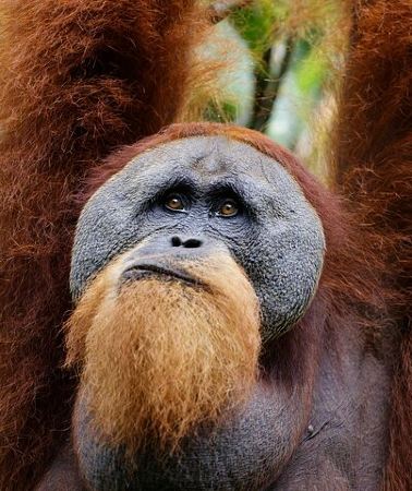 7D6N • 7 Days 6 Nights North Sumatra Tour (Bukit Lawang-Berastagi-Lake Toba)