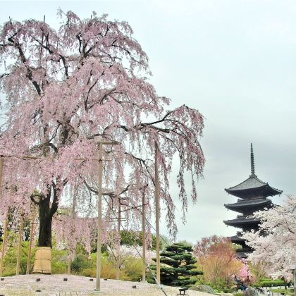 日本大阪+京都+箱根+东京7日自由行